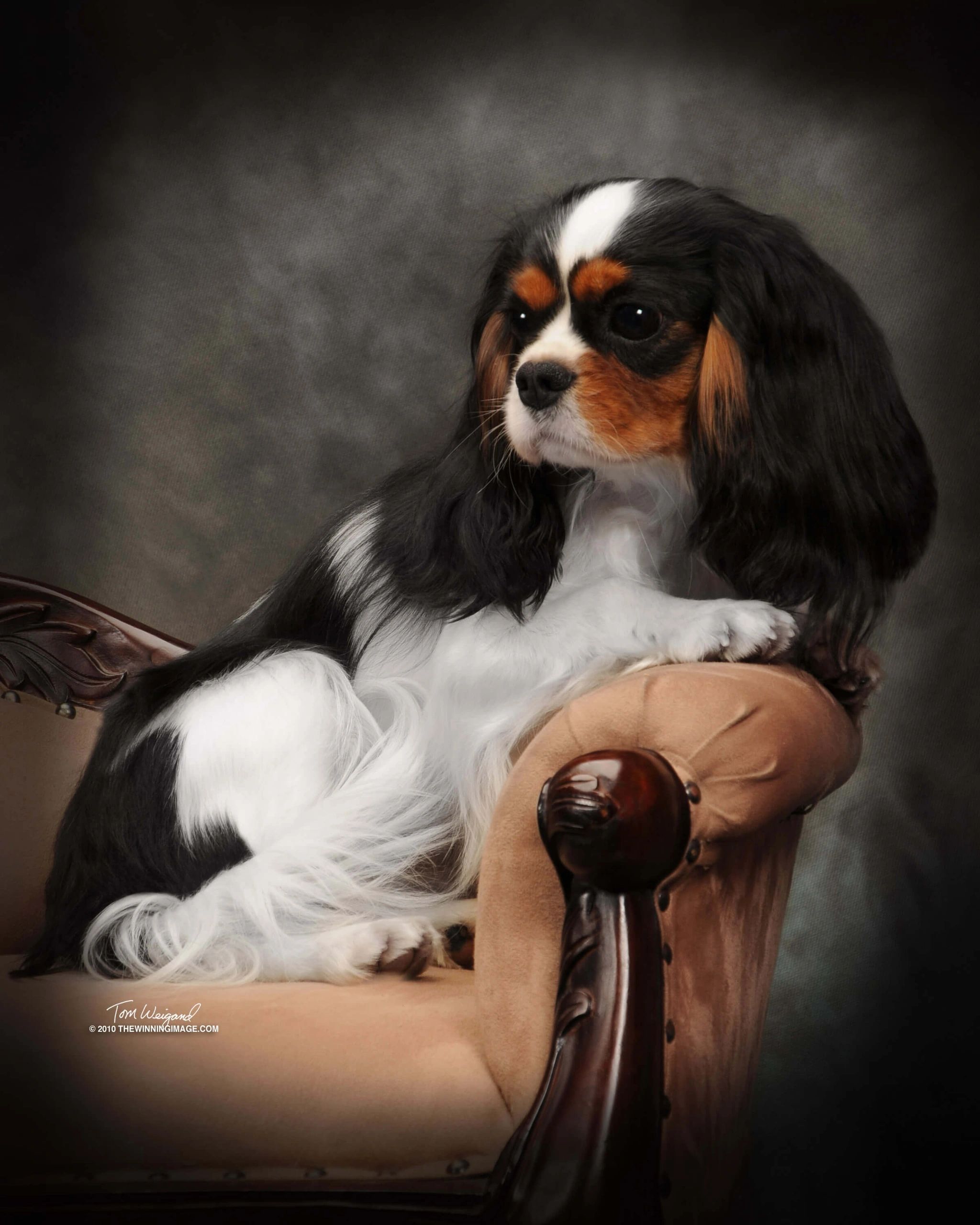 What Should I Feed My Cavalier King Charles Puppy